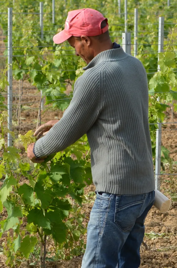 Productor inspeccionando plantas en su cultivo