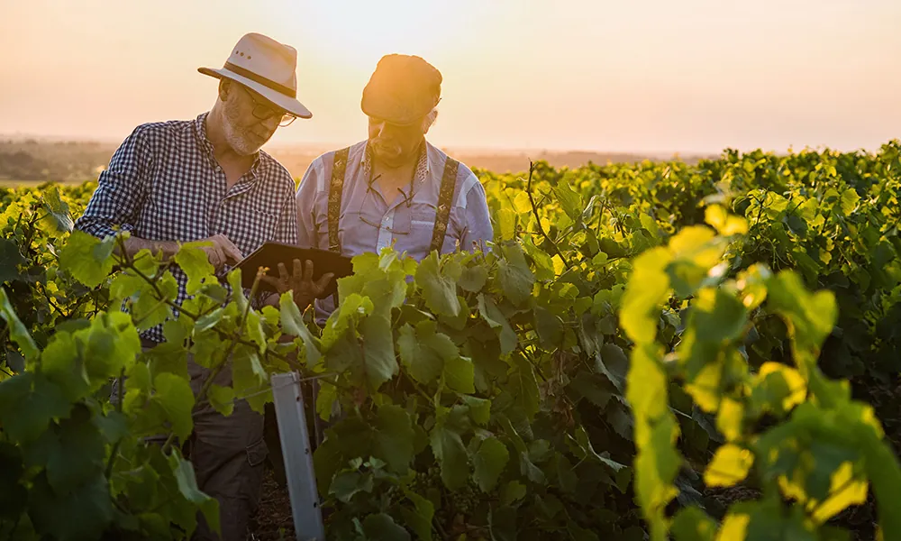 Productores conversando mientras revisan un cultivo