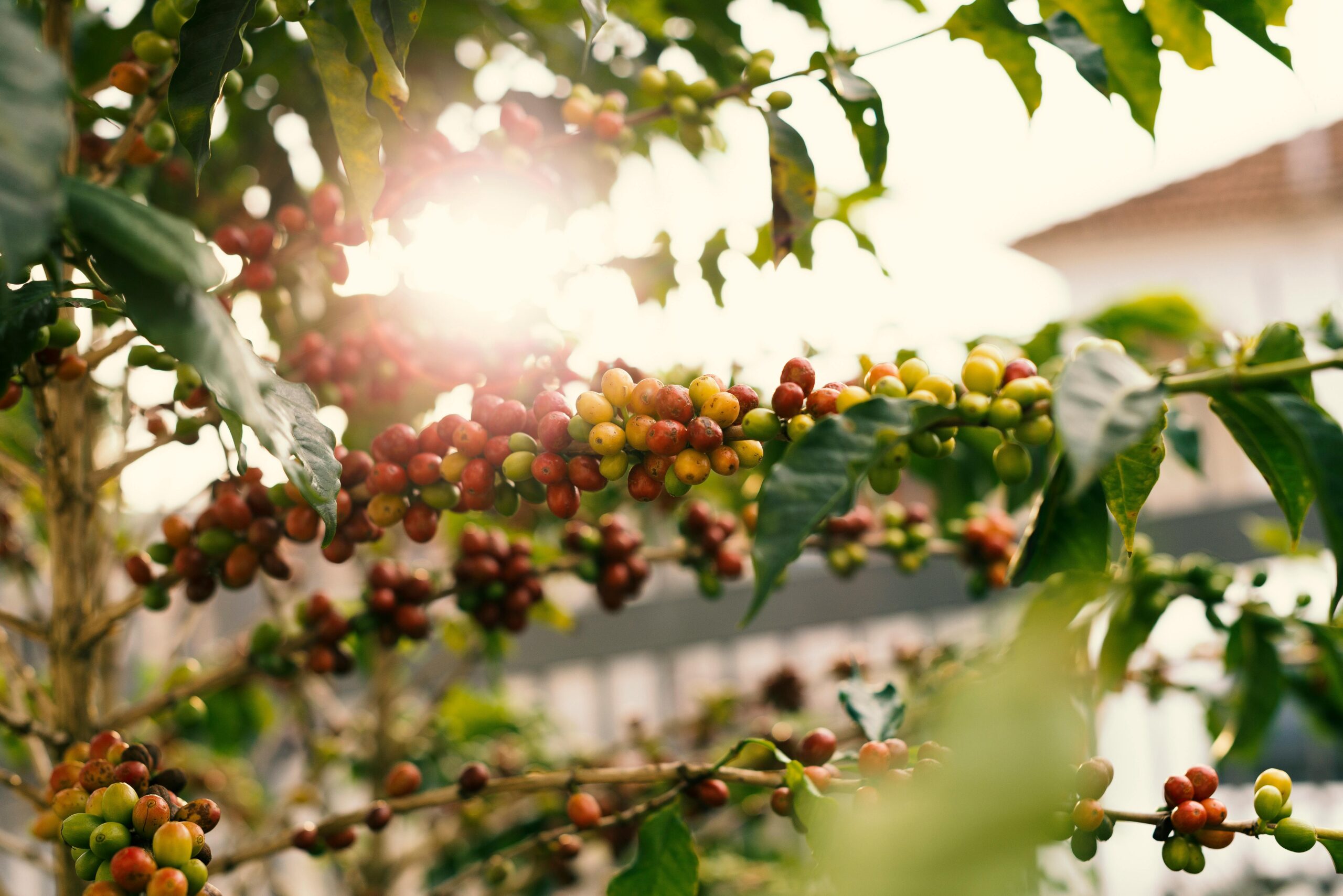 Café madurando en el cultivo