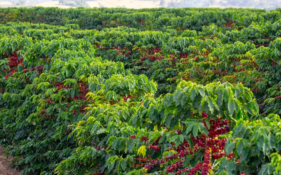 Cultivo de café con frutos maduros en la planta