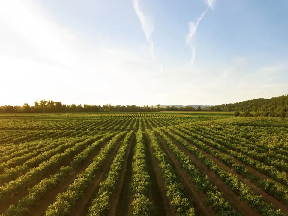 Cultivo de hortalizas en el campo